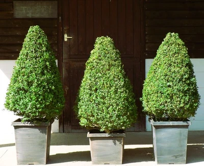  Real XL Box (buxus sempervirens) Cone Shaped Topiary, UK Grown - Image 1 of 4