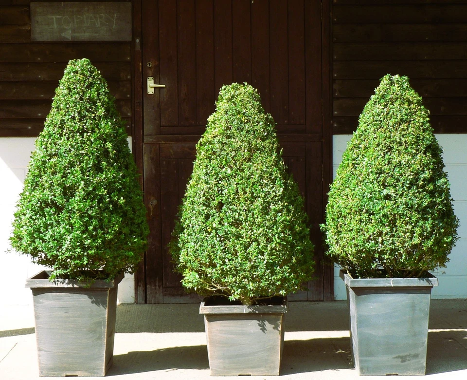  Real XL Box (buxus sempervirens) Cone Shaped Topiary, UK Grown - Image 1 of 4