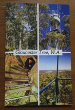Retro Vintage Postcard: Pemberton, W.A. - Gloucester Tree