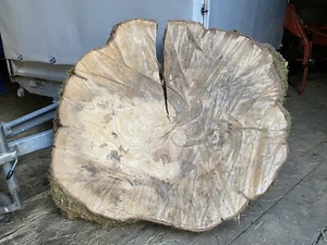 XXXL Baumscheibe Buche ca. 115x100x7-15cm Tisch Naturkunst Deko Epoxy Basteln - Bild 1 von 7