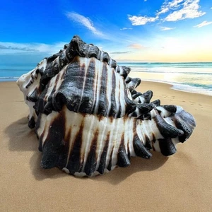 Concha Seashell Negro Blanco Puntiagudo Raro Natural Grande Decorativo Océano Mar Shell - Imagen 1 de 5