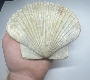 Large Scallop Fossil 6” Shell Florida - Picture 1 of 5