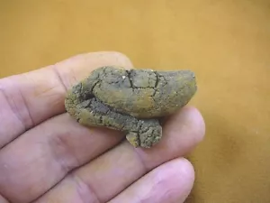 (PP462-52) 1-5/8" originale fossile TARTARUGA CACCA coprolite DUNG WEIRD WA stato doo - Foto 1 di 1