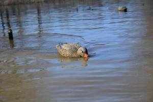 HIGDON HEN MALLARD BATTLESHIP SWIMMER PRO MOTION DECOY THE BEST JUST GOT BETTER! - Picture 1 of 2