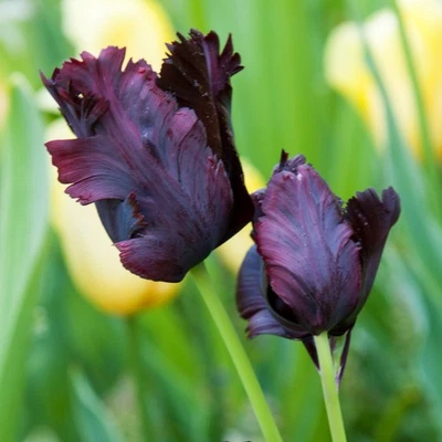 Easy to Grow Tulip Black Parrot 10 Plant Bulbs, Spring Flowers Zones 3-8 - Image 1 of 4