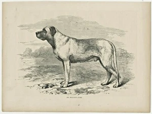ANTIKER 1890 BENANNTER MASTIFF HUND GRAVUR DRUCK - Bild 1 von 1