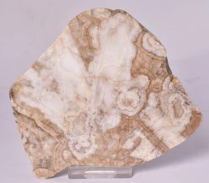ARCHAEOCYATHA SLICE, CAMBRIAN, AJAX FORMATION, AUSTRALIA S57 - Bild 1 von 4