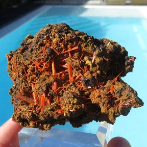 Mineralien *** WICHTIGER ROTER KROKIT in KRISTALLEN auf MATRIX TASMANIEN - Bild 1 von 5