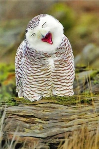 Postkarte Washington State Schneeeule in der Nähe von Port Susan Bay & Stanwood postfrisch unbenutzt - Bild 1 von 1