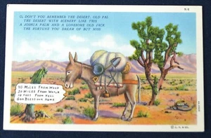 Comic Desert Mule  Postcard PC 1940s  Unused Curteich - Picture 1 of 1