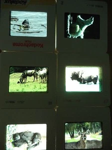 6 Original Vintage 35mm Kodak Photo Color Slide Animals Kodachrome Transparency - Picture 1 of 10