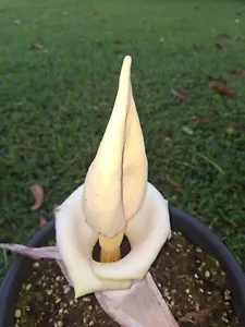 Amorphophallus prainii . Corpse Lily. 11cm wide dormant tuber. 550g! Aroid - Picture 1 of 5