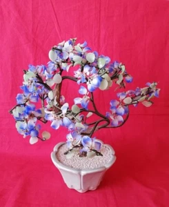 Bonzaï - Picture 1 of 10