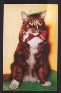 c.1960 vintage chrome handsome Tabby cat dressed for party postcard - Bild 1 von 2