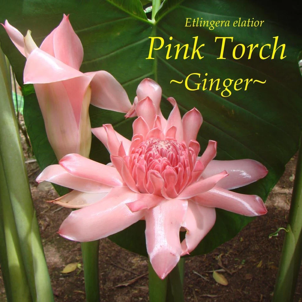 ~PINK TORCH~ Ginger Exotic Etlingera elatior Fresh 15 SEEDS USA seller  - Image 1 of 4