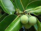 Öl Calophyll Inophylle Tamanu Pflanze jungfräulich rein