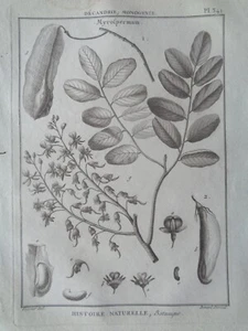Botanik Gravur antik 18. Platte Pflanze FOSSIER Kabinettskuriosität Art - Bild 1 von 3