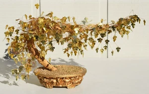 VINTAGE MONEY TREE GOLD FOIL LEAF BONZAI ASIAN CHINESE JAPANESE Feng Shui - Picture 1 of 16