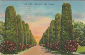 Stattliche australische Kiefern, Florida, verschickt Sankt Petersburg, Fla. 26.01.1943 - Bild 1 von 2