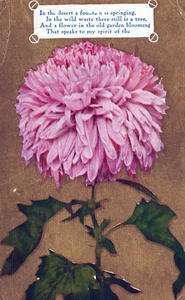 Chrysanthemen Postkarte 3,5"x5,5" verschickt 1917 Brady Rosebud Texas - Bild 1 von 2