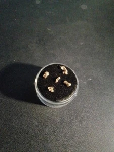 Australian Natural Gold Nuggets 0.50 Half Gram From Vic Gold Fields - Picture 1 of 2