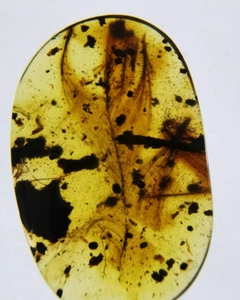 Fósil birmano Burmita Cretácico ámbar raro insecto pluma fósil ámbar Myanmar - Imagen 1 de 6