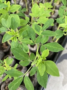😎 6 pack Moringa Oleifera Tree 5-12" Live Plant 100% Organic 🐝 - Picture 1 of 3