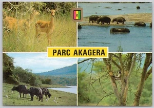 Akagera Park Rwanda Vintage Postcard - Picture 1 of 2