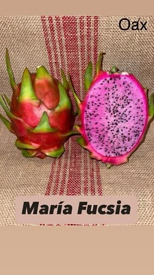 Mature “ MARIA FUCSIA” Dragon Fruit Cuttings - Image 1 of 4