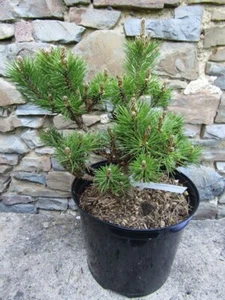 Pinus thunbergii Shioguro Japanese black pine 30-40cm - Picture 1 of 1