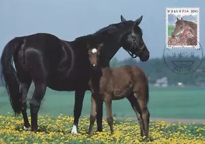 Switzerland Maximum Card FDC Horse & Colt Zayix Stamps 0125M0379 - Picture 1 of 2