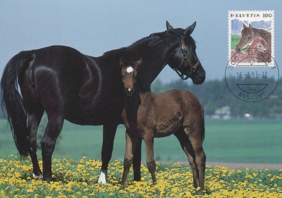Switzerland Maximum Card FDC Horse & Colt Zayix Stamps 0125M0379 - Image 1 of 2