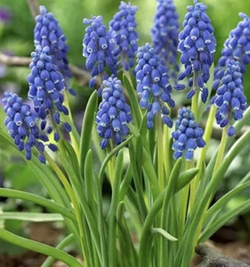MUSCARI Armeniacum - BLUE GRAPE HYACINTH 20 Seeds, Viable seeds best quality - Picture 1 of 2