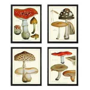 Vintage Mushroom Botanical Wall Art Set of 4 Prints Beautiful Antique Unframed - Picture 1 of 9