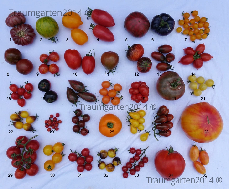 100 semi di pomodoro semi resistenti da 35 varietà - non confezionati separatamente - Immagine 1 di 1