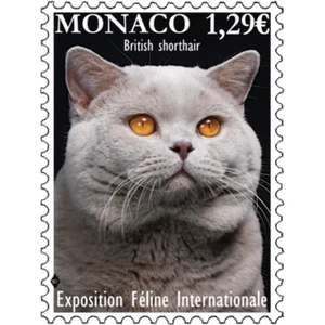 Monaco - International Cat Show 2024 - Picture 1 of 1