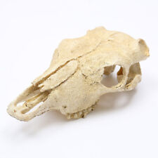Halloween Skull Animal Bone Decor for decoration display Birthday Gift