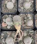 Multi Heads Rare Succulent Live Plant Rebutia heliosa Random Own Root Boutique