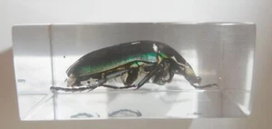Blue Rose Chafer Beetle in Small Clear Resin Block Teaching Specimen TE1 - Picture 1 of 8