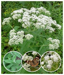 Boneset Wildflower 50+ Seeds ~ Native ~Eupatorium perfoliatum *Free US Shipping - Picture 1 of 5
