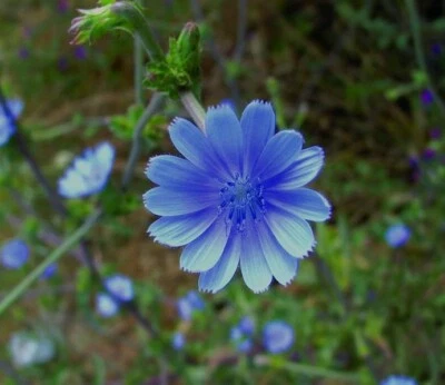 Chicory Seeds Food Plot Cover Crop Perennial Flower Inoculated - Image 1 of 4