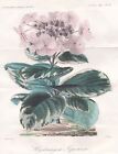 Hortensie Hortensia Flower Botany Blume Botanik Lithograph Herincq 1860