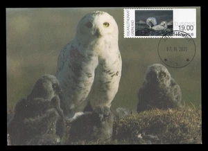 GREENLAND 2025 Maximum Card ATM - Snowy polar owl Harfang Búho Bubo scandiacus - Picture 1 of 1