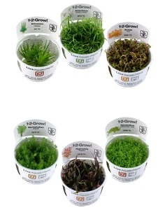 Wasserpflanzen von Tropica 1.2Grow Invitro  Mix 3 versch. Pflanzen nicht wählbar - Bild 1 von 3