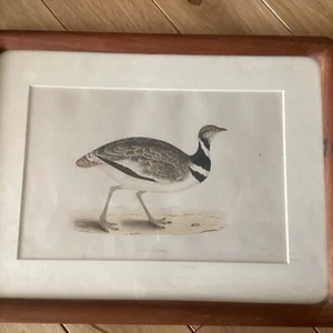 Vintage Druck, kleine Trappe, 1852, britische Vögel, farbig, F.O.MORRIS, 6" x 10" - Bild 1 von 2