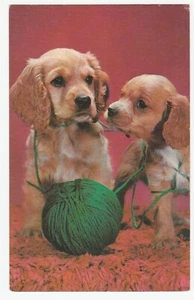 Vintage Postcard Cocker Spaniel Puppies Play With Yarn 1960's Unused - Picture 1 of 2