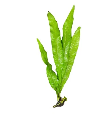 Java Fern (Microsorum pteropus) - BUY3GET1FREE - Live Aquarium Plant - Image 1 of 2