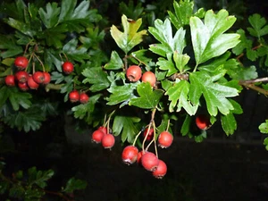 10 SEMILLAS DE ESPINO - CRATAEGUS MONOGYNA - Imagen 1 de 1