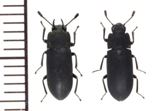Tenebrionidae: Cryphaeus satoi pair ,A1, unmounted,Japan,beetle - Picture 1 of 1