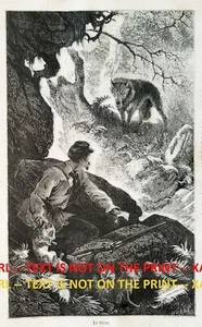 Wolf Vs Cazador Guarida de Asalto Cachorros Robando Años 1860 Grabado Antiguo Impresión y Artículo - Imagen 1 de 3